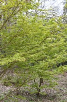 Acer palmatum 'Sangokaku' Japanese Maple