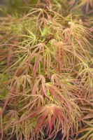 Acer palmatum 'Villa Taranto' Japanese Maple