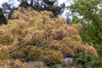 Acer palmatum 'Villa Taranto' Japanese Maple