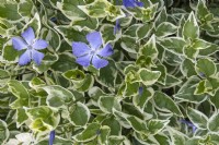 Vinca major 'Variegata' periwinkle