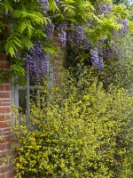 Wisteria sinensis - Chinese Wisteria  and  Corokia x virgata on the Pavilion in the Mediterranean garden East Ruston Old Vicarage Gardens, Norfolk, UK May