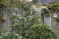 Clematis alpina 'Pink' climbing over decorative painted wooden arch with bamboo in foreground, April