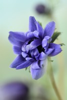 Anemone coronaria  'Lord Lieutenant'  Double flowered garden anemone flower opening  Saint Bridgid Group  March