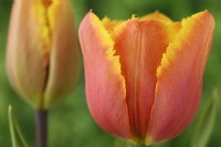 Tulipa  'Fringed Solstice'  Tulip  Fringed Group  March