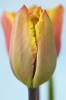Tulipa  'Fringed Solstice'  Tulip  Fringed Group  March