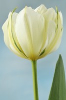 Tulipa  'Exotic Emperor'  Tulip	Syn. 'White Valley'  Fosteriana Group  April