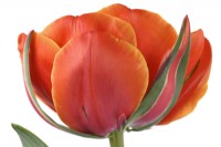 Tulipa  'Queensday'  Tulip  Double Late Group  April
