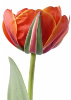 Tulipa  'Queensday'  Tulip  Double Late Group  April
