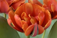 Tulipa  'Queensday'  Tulip  Double Late Group  April
