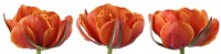Tulipa  'Queensday'  Tulip  Double Late Group  Composite picture  April