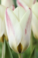 Tulipa  'Hope'  Tulip  Kaufmanniana Group  March