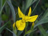 Iris pseudacorus - Yellow Flag iris