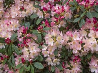 Rhododendron 'Percy Wiseman'