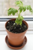 Solanum lycopersicum  'Veranda Red'  Dwarf cherry determinate tomato  Young plant in pot on windowsill  F1 Hybrid  Syn. Lycopersicon esculentum  March