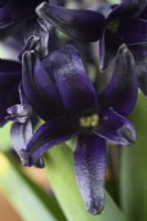 Hyacinthus orientalis	'Midnight Mystique'  Syn 'Midnight Mystic'  Hyacinth flower  March