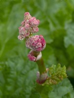 Rheum rhabarbarum - Rhubarb flower buds
May Spring