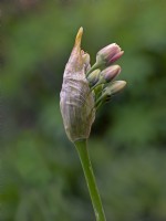 Allium cernuum  Nodding onion May Spring