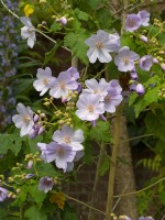 Abutilon vitifolium  May Spring