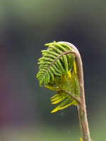  Osmunda regalis - Royal fern unfurling  May Spring