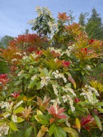  Pieris japonica 'Forest Flame' - Japanese Andromeda