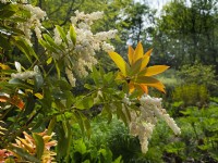Pieris japonica 'Forest Flame'- Japanese Andromeda 