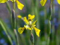 Moraea huttonii - Hutton's Cape tulip or Butterfly Iris - May, Spring