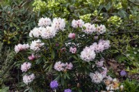 Rhododendron 'Blewbury'