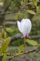 Magnolia 'Fireglow'