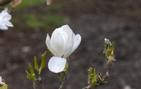 Magnolia x Loebneri 'Wildcat'