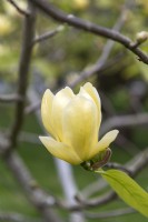 Magnolia 'Lois'