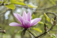Magnolia liliifloria 'Negra'