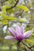 Magnolia liliifloria 'Negra'