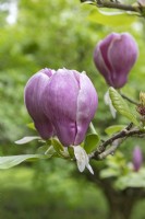 Magnolia  x soulangeana 'Lennei'