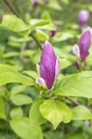 Magnolia  x soulangeana 'Lennei'