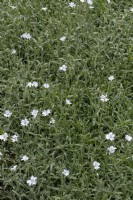 Cerastium tomentosum snow-in-summer