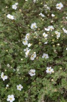 Potentilla fruticosa 'Primrose beauty'  shrubby cinquefoil,