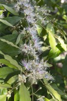 Capparis pubiflora, caper bush