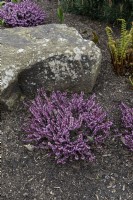 Erica x darleyensis 'Spring surprise'