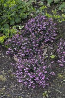 Erica x darleyensis 'Spring surprise'