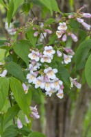 Dipelta floribunda syn. Linnaea dipleta - Rosy dipelta 