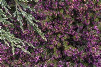 Erica carnea f. aureifolia 'Aurea' with Juniperus Squamata 'Blue carpet'