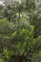 Erica arborea var. alpine, tree heath 
