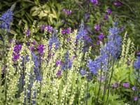 Border with Camassia leichtlinii, Lunaria annua 'Chedglow', Tellima grandiflora, Silene dioica