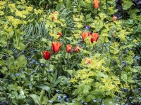 Mixed herbaceous border of Tulipa 'Brown Sugar', Smyrnium perfoliatum, and Myosotis