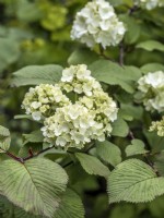 Viburnum plicatum 'Popcorn'