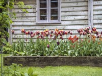 Raised bed of Tulipa 'Slawa', Tulipa 'Gavota' and Erysimum in front of old barn 