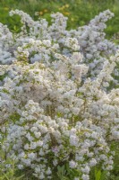 Deutzia ningpoensis flowering in Spring - May