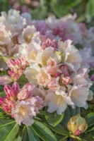Rhododendron 'Golden Torch' flowering in Spring - May