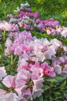 Rhododendron 'Vintage Rose' flowering in Spring - May