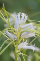 Hyacinthoides non-scripta alba bracteata flowering in Spring - May